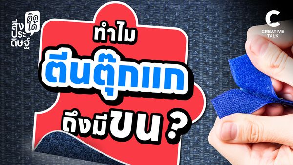 ทำไมตีนตุ๊กแกถึงมีขน - สิ่งประดิษฐ์ คิดได้